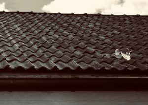 Riksantikvarieämbetet, tegeltak vid Narvavägen